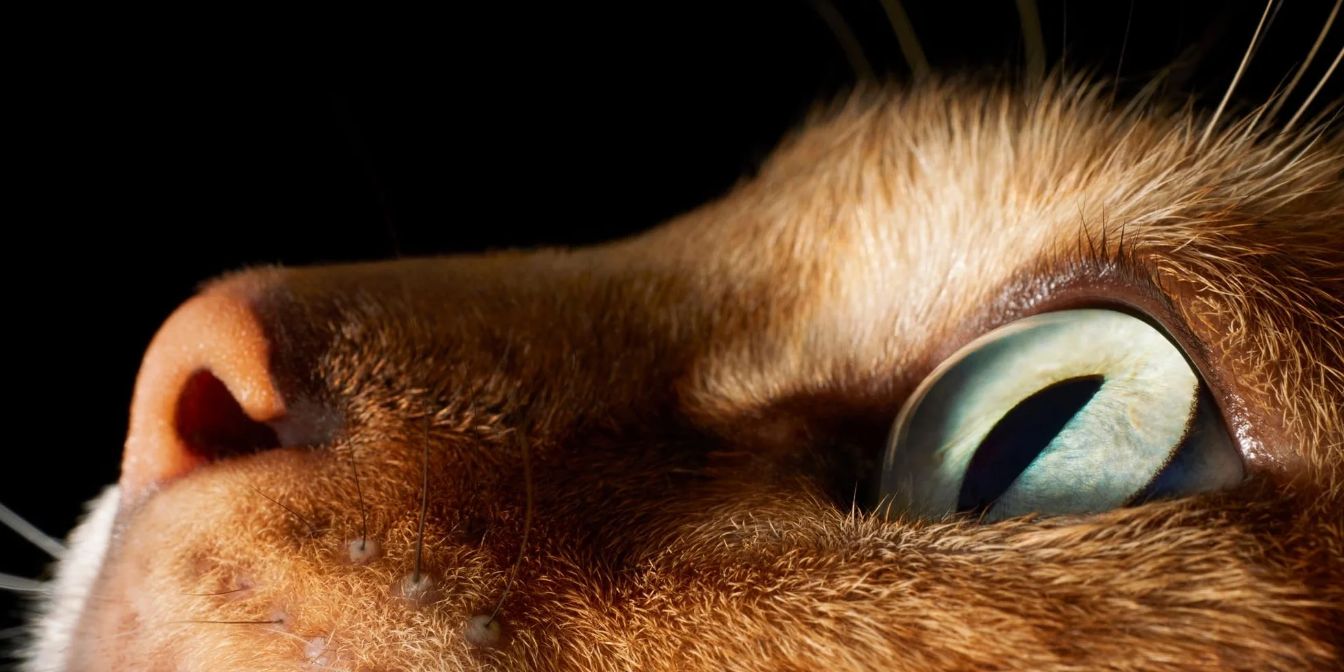 Feline: Photographs