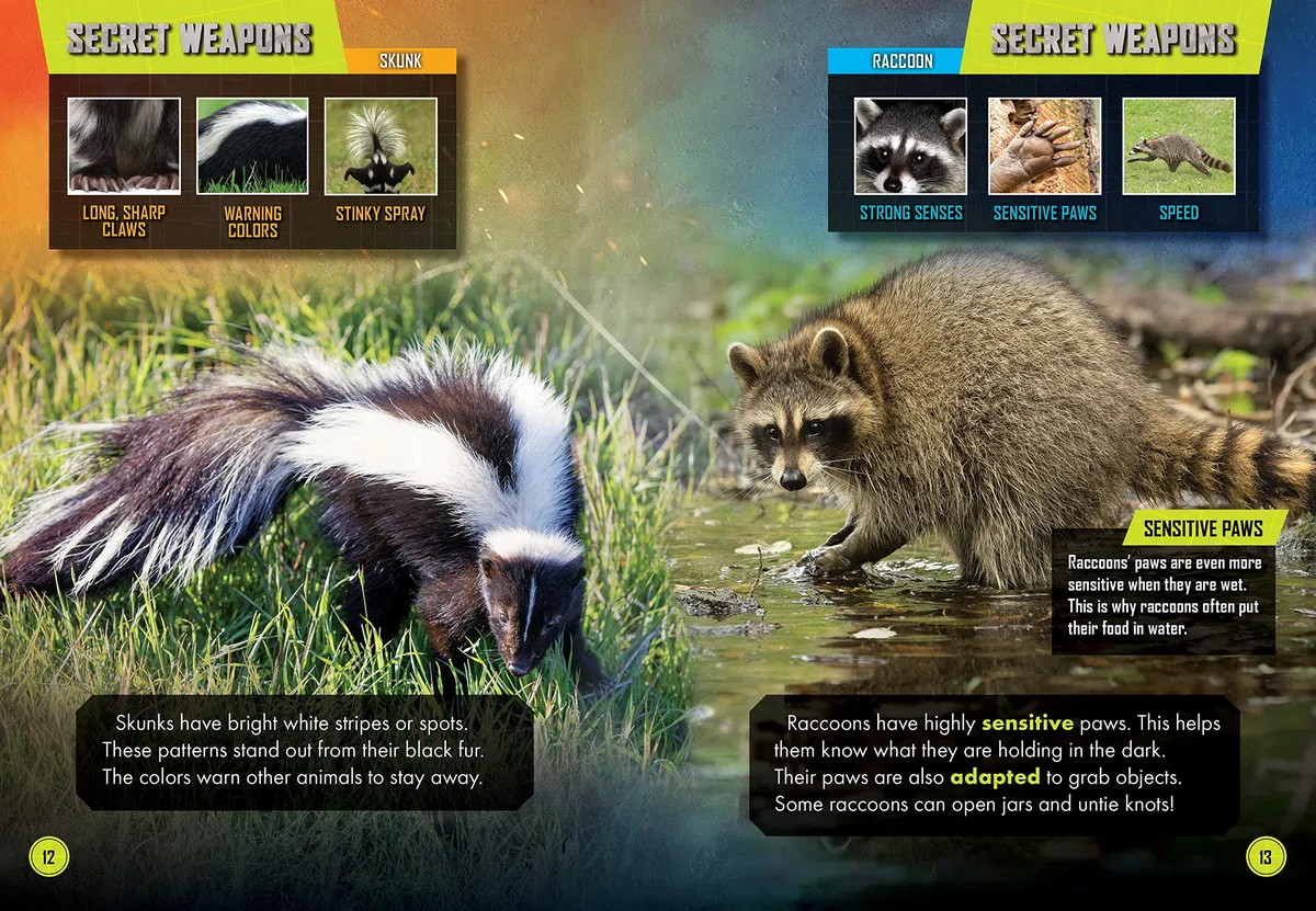 Skunk Vs. Raccoon