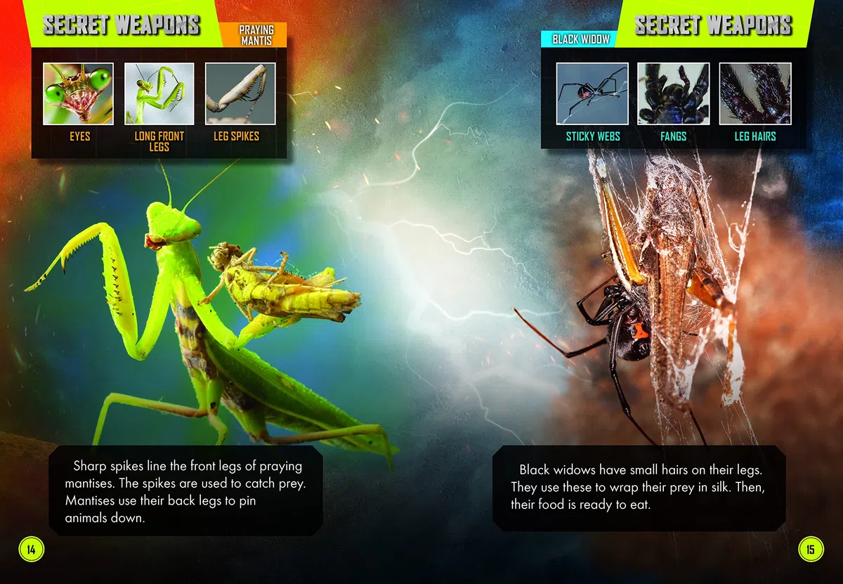 Praying Mantis Vs. Black Widow Spider